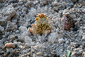 Dirty rhubarb leaves, leaves just slipped off the ground, spring in the garden