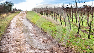 dirty road along vineyard in Alsace in winter