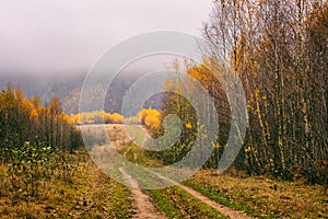 Dirty road in the autumn mountains with yellow or golden colored trees and overcast grey sky, misty landscape, outdoor background
