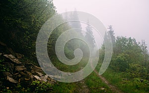 Dirty road in the beautiful mountains with fog in forest at morning.