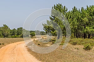 Dirty Road in Pine Forest in Aljezur