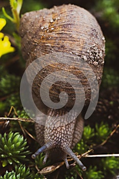 Dirty roman snail closeup macro