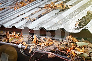 A dirty roof with a clogged gutter and drainpipe around the house. Leaves and branches as a hindrance to the flow of water. Rain