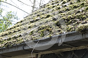 Dirty roof with dense moss and gutter with leaves and moss, requiring cleaning