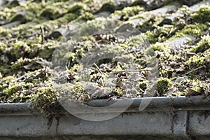 Dirty roof with dense moss and gutter with leaves and moss, requiring cleaning