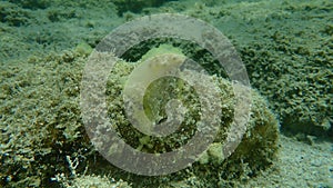 Dirty sea squirt Ascidiella sp. aspersa var. undersea, Aegean Sea, Greece, Halkidiki