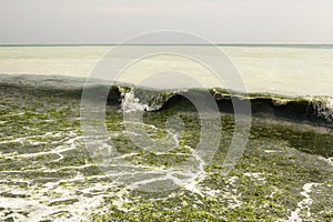 Dirty sea water full of seaweed