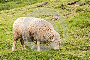 Sucio oveja pastos sobre el herboso lado 