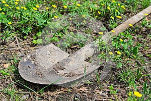 A dirty shovel in the garden lies on the ground in green grass. Tools for gardening and agriculture