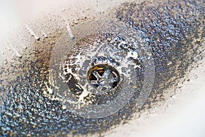 dirty sink after cleaning the clog in the pipe.