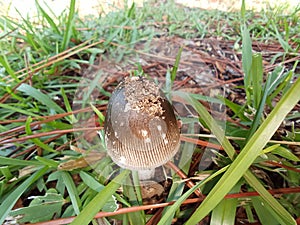 Dirty small mushroom with grass blades and pinestraw