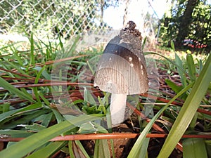 Dirty small mushroom with grass blades and pinestraw
