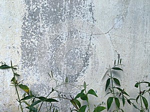 Dirty Stains and crack white wall