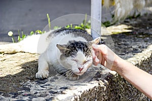 Dirty stray cat laying on concrete base of fence