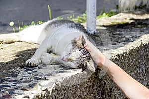 Dirty stray cat laying on concrete base of fence