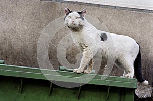 Dirty, stray cat standing on filthy garbage container