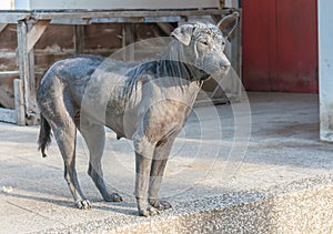 Dirty stray dog contracted leprosy standing