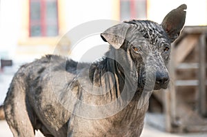 Dirty stray dog contracted leprosy standing