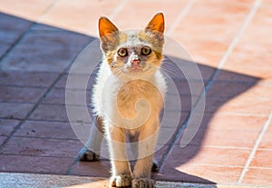 Dirty stray kitty with dirty nose and ears