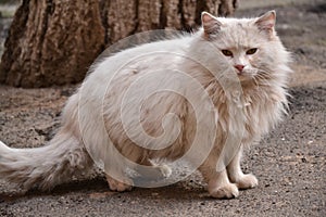 Dirty street cat looks at you warily