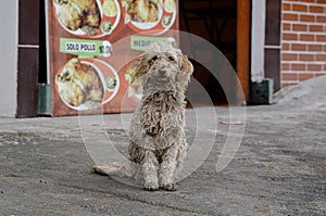 Dirty street dog waiting outside a restaurant