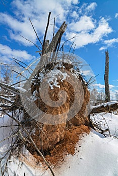 Dirty tree roots exposed from a fallen tree on a sunny and snowy winter day in the Crex Meadows Wildlife Area in Northern Wisconsi