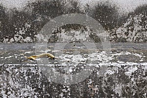 Dirty Uniqe Wall Texture Abstract Art Background