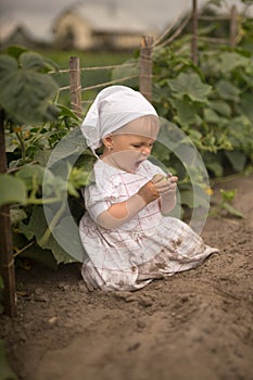 Dirty unwashed child in a field where cucumbers grow. Fresh vegetables straight from the garden.