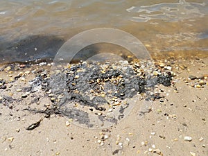 Dirty water black algae and wet sand and pebbles at beach