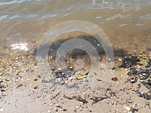 Dirty water black algae and wet sand and pebbles at beach