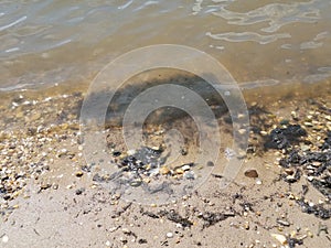 Dirty water black algae and wet sand and pebbles at beach