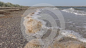 Dirty water, brown foam with microalgae on the sandy spit of the Tiligul estuary, Ukraine