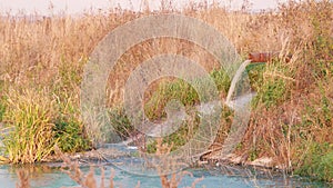 Dirty water flowing from a rusty pipe into the river. A lot of thick dry brown grass around