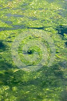 Dirty water with old dirty algae. Sour water in a river, pond or pool. Poor water care