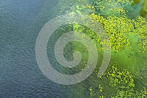 Dirty water in the river. Pollution of the river water. Ecological problems. Algae bloom. Top view