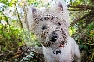 Dirty west highland terrier westie dog with muddy face outdoors