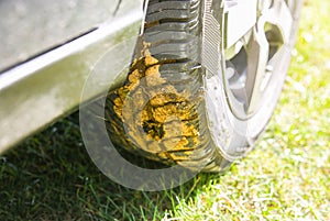 Dirty wheel. Cow`s shit on the car. Village outdoors photo