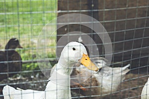 Dirty white ducks in a muddy yard surrounded by a metal net.