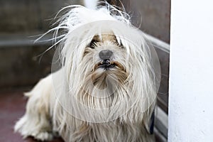 Dirty white stray dog with torn ear, stray dog.