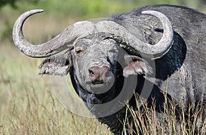Dirty wild bull of the African buffalo looks irritably in the direction of the threat