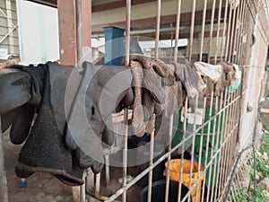 Dirty work gloves are dried in the sun after use so they can be reused