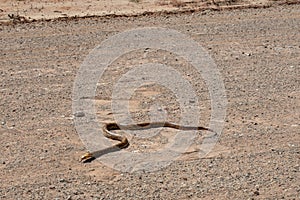 A dirty yellow speckled dark brown cape cobra - naja nivea - crossing a white dirt road