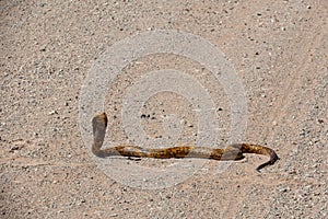 A dirty yellow speckled dark brown  Cape cobra - naja nivea - crossing a white dirt road.  The head is reared and hood is spread