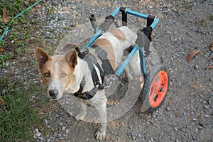 Disable dog in a wheelchair on ground