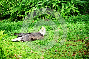 Disabled Bald Eagle on the grass