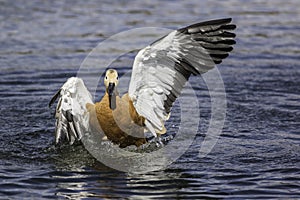 Disabled bird - Ruddy shelduck with damaged wing