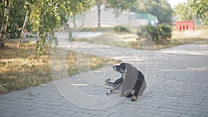 Disabled black dog at animal shelter