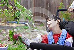Disabled boy in wheelchair picking apples off fruit tree
