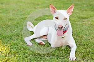 Disabled dog three legs smiling