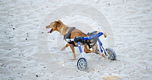 Disabled dog in a wheelchair walking happily